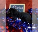 Small Photo #19 Yorkshire Terrier Puppy For Sale in AKRON, OH, USA