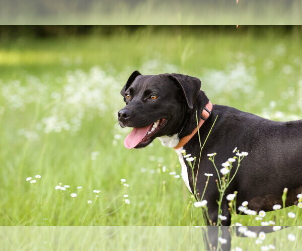 Medium Photo #6 Mutt Puppy For Sale in  Gainesville, FL, USA