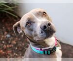 Small American Pit Bull Terrier