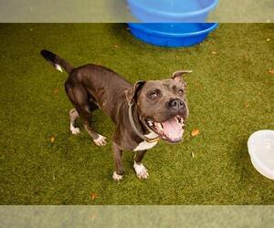 Staffordshire Bull Terrier Dogs for adoption in Orlando, FL, USA