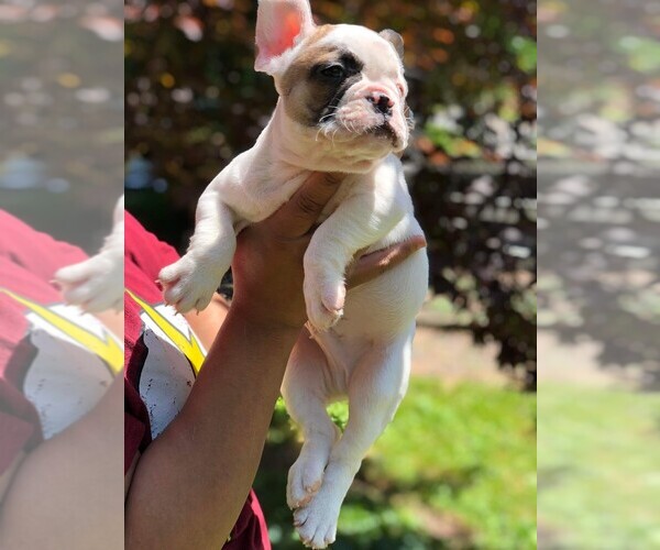 Medium Photo #19 French Bulldog Puppy For Sale in READING, PA, USA