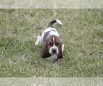Small Photo #8 Basset Hound Puppy For Sale in MEMPHIS, MO, USA