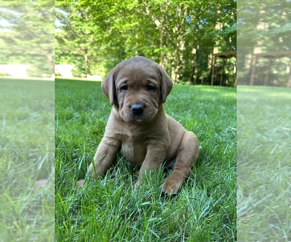 Medium Photo #1 Labrador Retriever Puppy For Sale in PARKESBURG, PA, USA