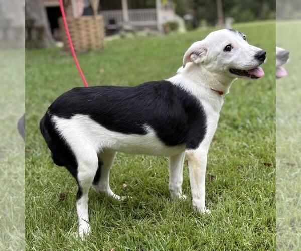 Medium Photo #3 Labrador Retriever-Unknown Mix Puppy For Sale in Yardley, PA, USA