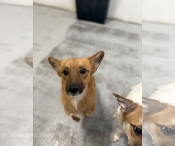 Medium Photo #4 Pembroke Welsh Corgi-Unknown Mix Puppy For Sale in Studio City, CA, USA