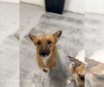 Small #3 Pembroke Welsh Corgi Mix