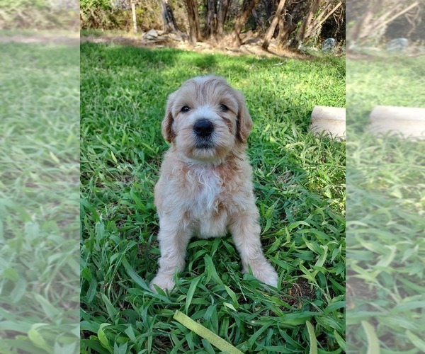 Medium Photo #17 Bordoodle Puppy For Sale in COPPERAS COVE, TX, USA