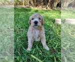 Small Photo #17 Bordoodle Puppy For Sale in COPPERAS COVE, TX, USA