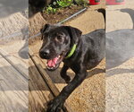 Small Chihuahua-Labrador Retriever Mix