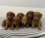 Small #5 Cockapoo