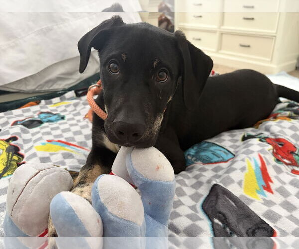 Medium Photo #6 Mountain Cur-Unknown Mix Puppy For Sale in Rockaway, NJ, USA