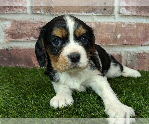 Medium Photo #4 Cavalier King Charles Spaniel Puppy For Sale in MOBERLY, MO, USA