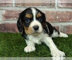 Small #3 Cavalier King Charles Spaniel