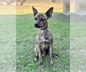 Mutt Dogs for adoption in PIPE CREEK, TX, USA