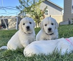 Small English Cream Golden Retriever