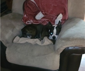 Father of the Boston Terrier puppies born on 05/27/2022