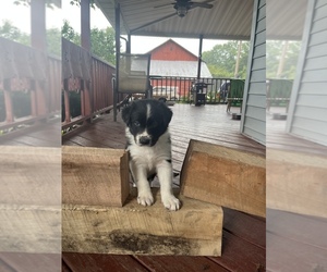 Border Collie Puppy for sale in FARMDALE, OH, USA