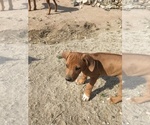 Small Photo #24 Rhodesian Ridgeback Puppy For Sale in MORONGO VALLEY, CA, USA