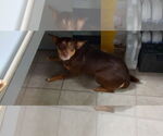 Small Mutt
