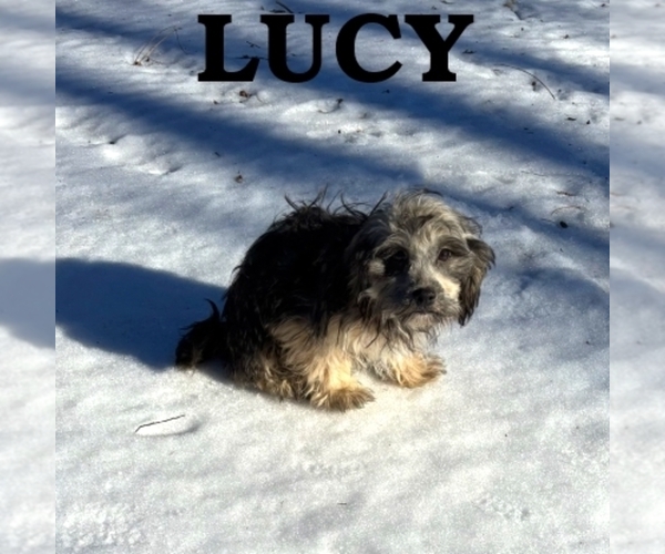 Medium Photo #3 Shih-Poo Puppy For Sale in HARTLAND, MN, USA