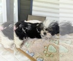 Small #4 Shih Tzu