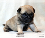 Small #2 Pug