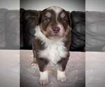 Small Photo #2 Australian Shepherd Puppy For Sale in SHELBY, NC, USA