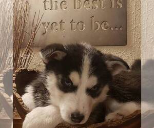 Siberian Husky Puppy for sale in KUTZTOWN, PA, USA