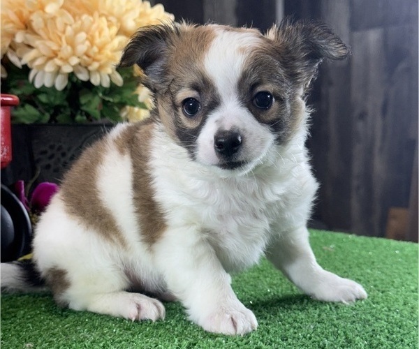 Medium Photo #2 Chihuahua Puppy For Sale in CANOGA, NY, USA