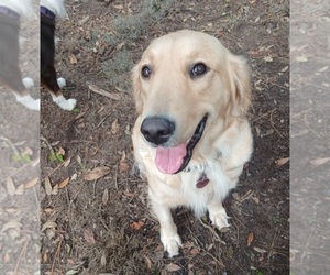 Mother of the Golden Retriever puppies born on 05/30/2025