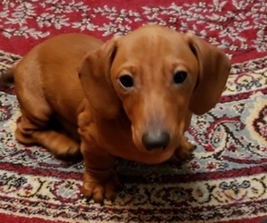 Dachshund Puppy for sale in COON VALLEY, WI, USA