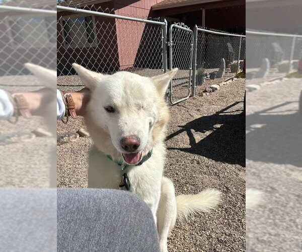 Medium Photo #1 Siberian Husky Puppy For Sale in Cedar Crest, NM, USA