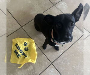 Rat-Cha Dogs for adoption in Valrico, FL, USA