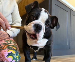 Bulldog Puppy for sale in CHANDLER, AZ, USA