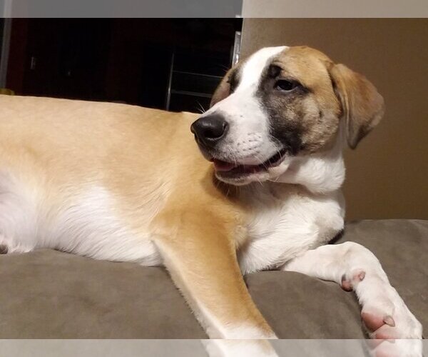 Medium Photo #19 Border Collie-Unknown Mix Puppy For Sale in Spring, TX, USA