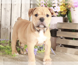 English Bulldog-Pug Mix Puppy for sale in MOUNT VERNON, OH, USA