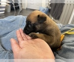 Small Photo #215 Belgian Malinois Puppy For Sale in REESEVILLE, WI, USA