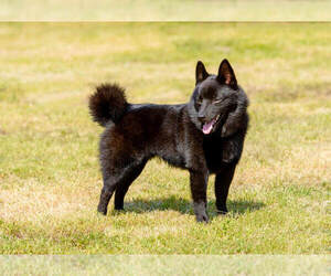 Schipperke Puppy for sale in BOYCE, VA, USA