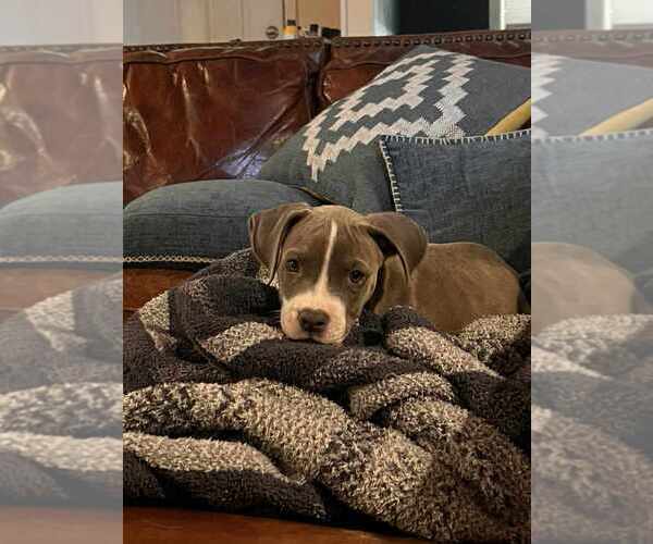 Medium Photo #4 American Pit Bull Terrier-Unknown Mix Puppy For Sale in FRAMINGHAM, MA, USA