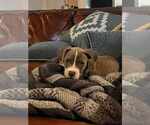 Small #3 American Pit Bull Terrier Mix