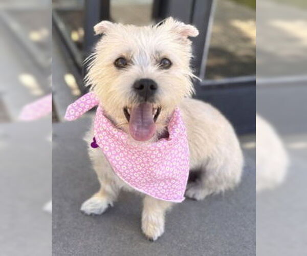 Medium Photo #1 Mutt Puppy For Sale in Corona, CA, USA