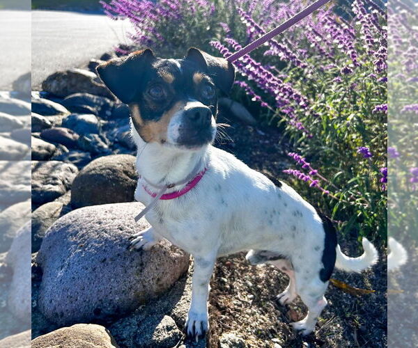 Medium Photo #3 Chihuahua Puppy For Sale in Salinas, CA, USA