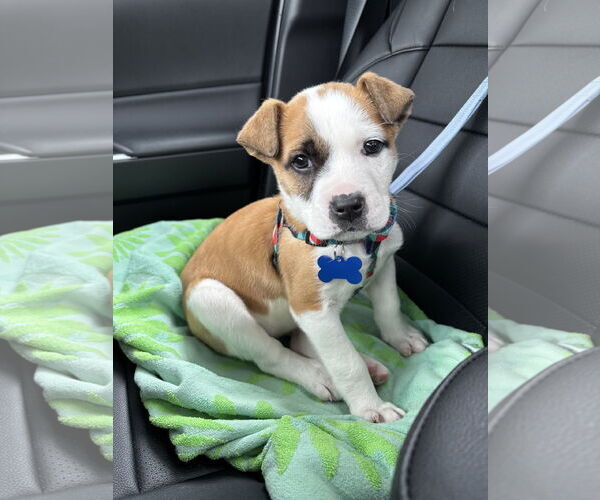 Medium Photo #4 Great Pyrenees-Unknown Mix Puppy For Sale in Bellevue, WA, USA