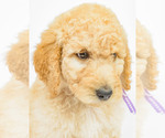 Small Photo #6 Poodle (Standard) Puppy For Sale in CEDAR CITY, UT, USA