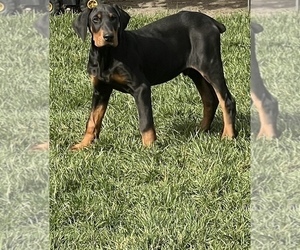 Doberman Pinscher Puppy for sale in STKN, CA, USA