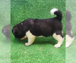 Puppy Puppy 9 Akita