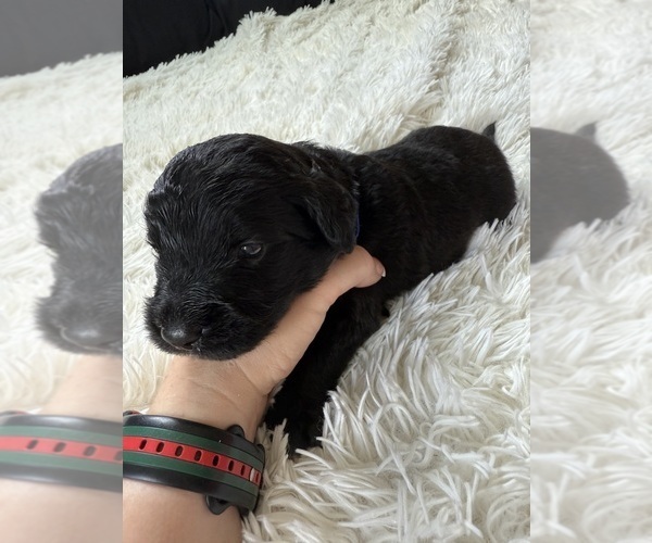 Medium Photo #60 Bernedoodle Puppy For Sale in BELMONT, NC, USA