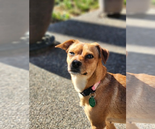 Medium Photo #4 Chihuahua-Unknown Mix Puppy For Sale in Bellevue, WA, USA