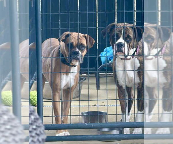 Medium Photo #4 Boxer Puppy For Sale in Dumont, NJ, USA