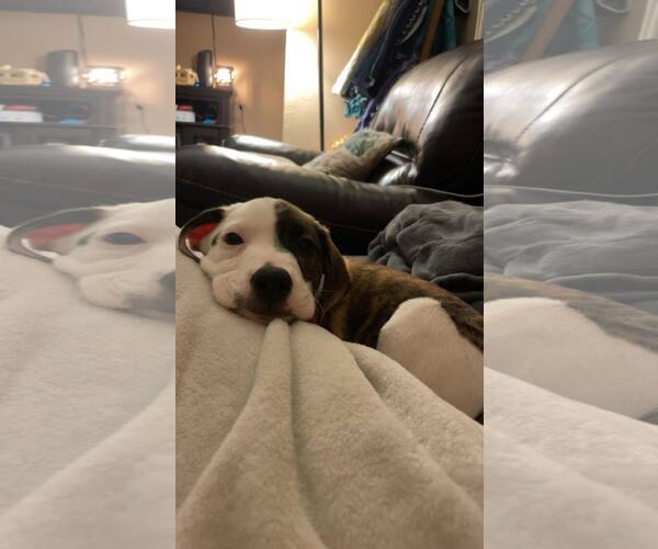 Medium Photo #3 American Staffordshire Terrier-Unknown Mix Puppy For Sale in Duluth, MN, USA